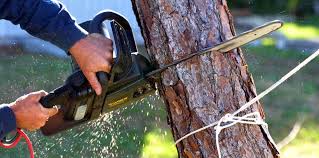 Best Fruit Tree Pruning  in Kechi, KS