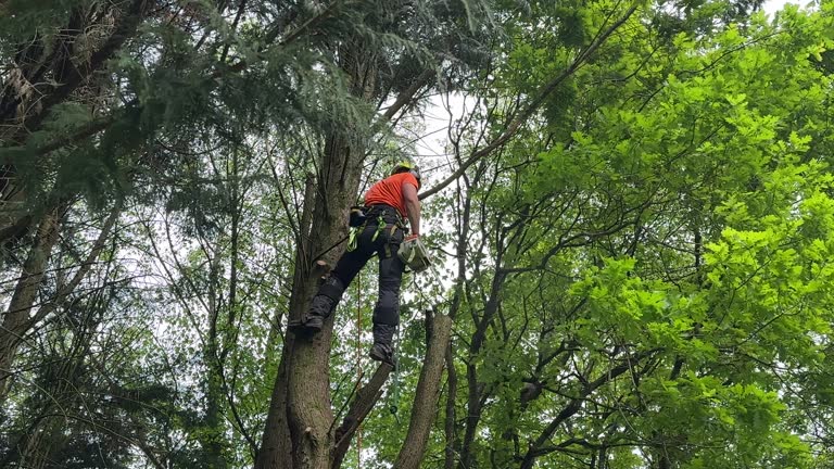 Kechi, KS  Tree Services Company